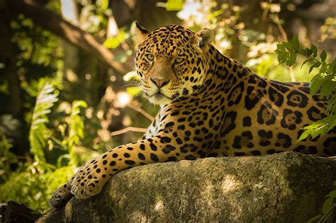 Fondos De Pantalla Jaguar Animalia Descargar Imagenes