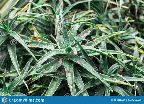 Green Agave Leaves With Thorn Background Green Thorned Agave Close Up