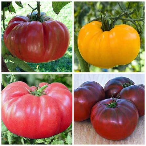 Brandywine Tomato Seeds Mega Pack Heirloom Tims Tomatoes