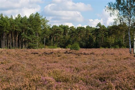 Heather Moorland In Kempen Forests North Brabant The Netherlands Stock