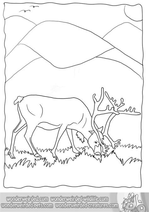 Wildlife Coloring Pages To Download And Print For Free