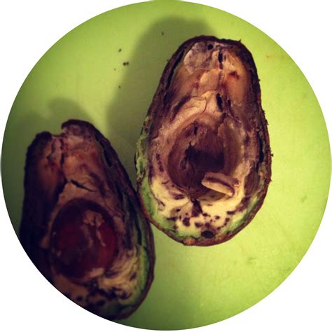 The original tree grew from a seed planted in the grove of tom w. Woher weiß ich welche Avocados innen nicht braun si ...
