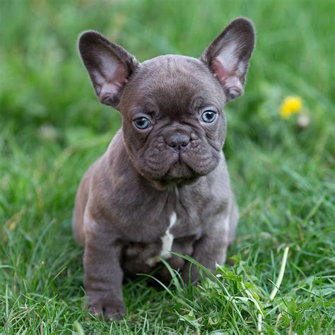 In 2015 and third in australia in. Our breeding - French Bulldog Breed