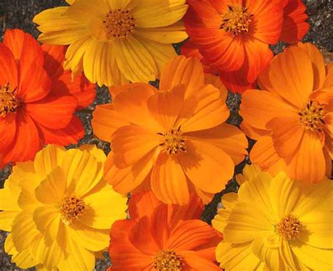 Heirloom Cosmos Flower Seeds