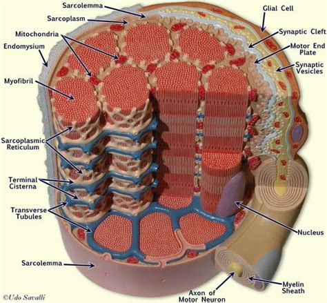Keep reading to learn more about smooth muscle examples and how they function in the body. Muscle fiber model labeled | A&P.2.Skin.Bone.Muscle ...