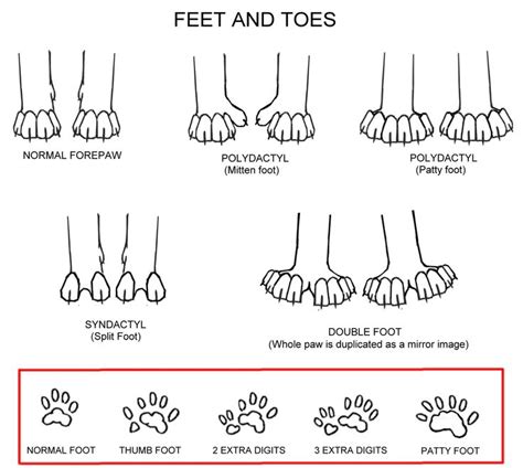 This is thanks to famed writer ernest hemingway! A polydactyl cat is a cat with a congenital physical ...