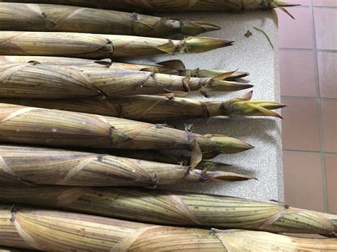 Pdf | screening of different cultivated bamboo species to find out potential variety of bamboo is most important. identify species of bamboo? - Ask an Expert
