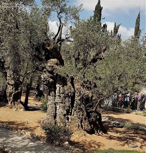 Contactar volver a contactar mn 462,823 los olivos los olivos. Huerto de los olivos, Jerusalén en 2020 | Huerto de los ...