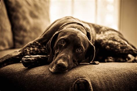 Hunting Dog Profile The Beloved Athletic German Shorthaired Pointer