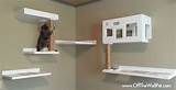 Cat Shelves Stairs Photos
