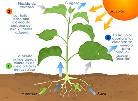 DivirtiÉndome Con La Ciencia NutriciÓn AutÓtrofa