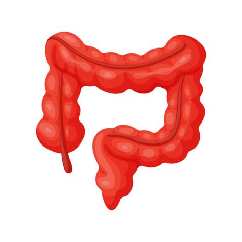 Royalty Free Human Small Intestine Clip Art Vector Images