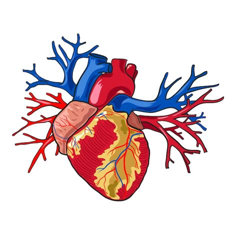 Premium Vector Human Heart Vector Illustration On White Background