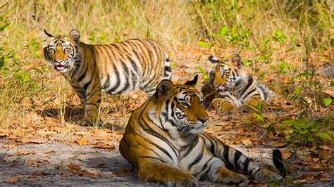 Bandhavgarh National Park Bandhavgarh Tiger Reserve Madhya Pradesh