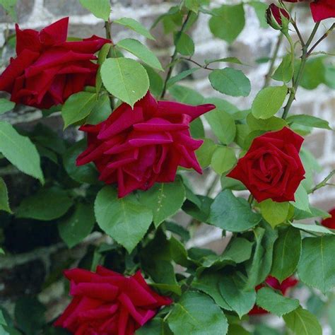 Rose Ena Harkness Climbing Rose Garden Plants