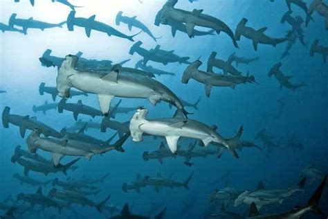 School Of Hammerhead Sharks Shark Diving Hammerhead Shark Galapagos