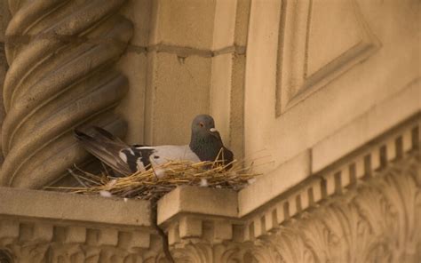 Pigeon Nest Removal And Pigeons Life Cycle Fantastic Pest Control