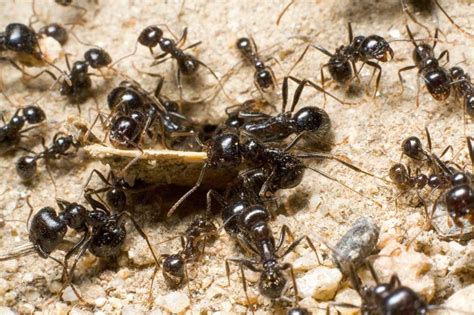 How Ant Colonies Work [video] Scientific American