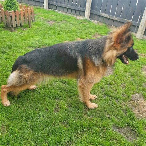 √√ Long Haired German Shepherd Puppies For Sale In New Zealand Buy