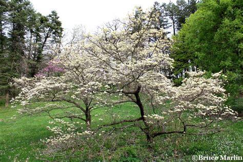 Though it can be grown all over the united states and some parts of mexico, this tree grows best in the. Cloud 9 Flowering Dogwood - Cornus florida 'Cloud 9 ...