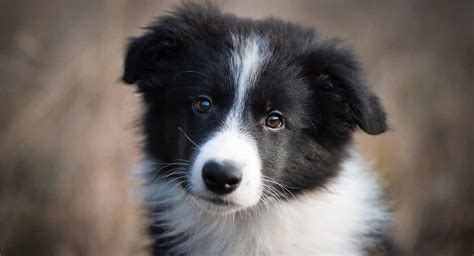 53 What To Feed A Border Collie Puppy Pic Bleumoonproductions