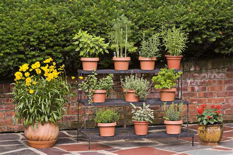 Even if you live in an apartment, condo, or living situation that doesn't come with a yard or garden space you can still cultivate your own herbs in the kitchen, a sunny window sill, or patio! Container herb garden - Stock Image - C014/4103 - Science ...