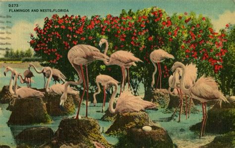 Tropical Decorating Inspiration From 12 Vintage Florida Postcards