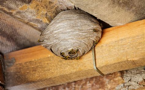 How To Get Rid Of Hornets Nest Under Deck Wasp Inspection How To Find