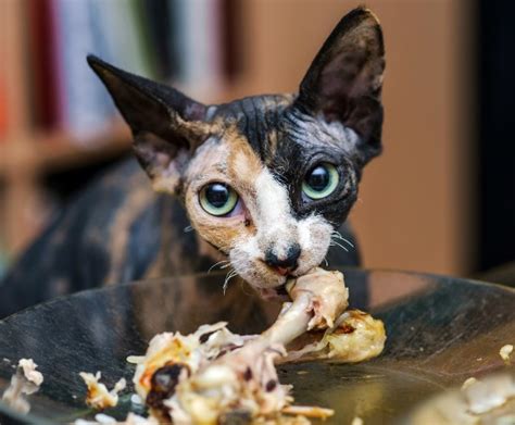 It was a friend of our. Can Cats Eat Chicken Bones? - A Blog For Cat Owners Lovers