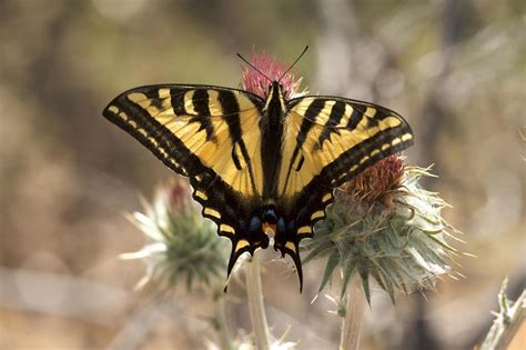 Western Tiger Swallowtail Butterflies Common To The Martin Griffin