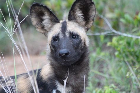 Maybe you would like to learn more about one of these? Puppy! | African Wild Dog | Duncan | Flickr