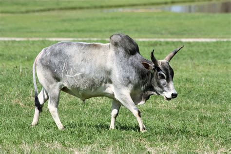 Zebu Bull In Green Grass Free Stock Photo Public Domain Pictures