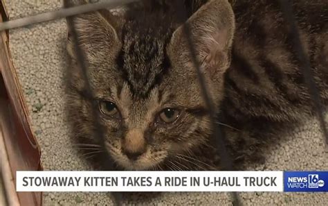 Stowaway Kitten Takes A 2 Day 20 Hour Ride Deep Within Moving Truck Before Being Rescued For