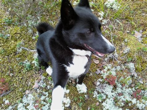 Pin By Samoyed Lover On Karelian Bear Dog Karelian Bear Dog Dog Skin