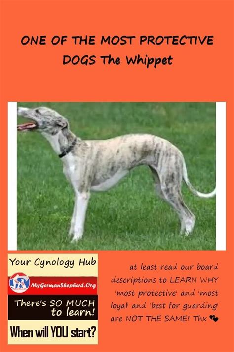 A member of the hound group, it is similar in appearance to the foxhound, but smaller with shorter legs and longer, softer ears. Visit The Cynology Hub mygsdorg 4 real expertise ...