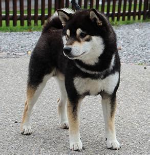 The shiba inu (柴犬, japanese: Tierheim das Hundewelpen hat in Köln? (Hund, Welpen)