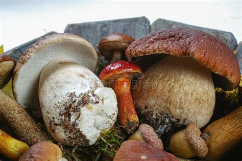 Mix Of Fresh Wild Mushrooms Boletus Edulis On Wooden Plate An Stock