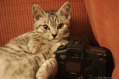 Photo Silver Tabby Cat Relaxed With Camera A8v4897
