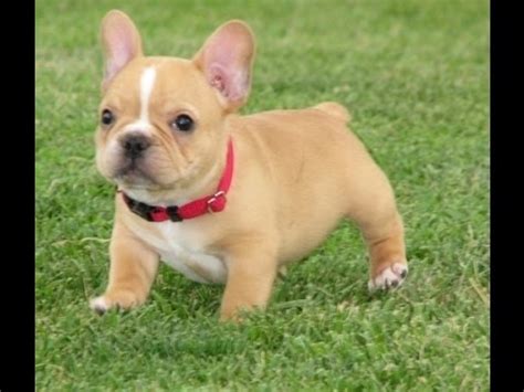 Top 10 Kid-Friendly Small Dogs | Best Dog Breeds for ...