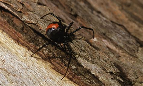 Do Black Widow Female Spiders Eat Their Mate Why The Male Black Widow