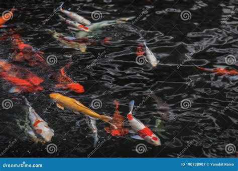 Koi Fish Is Famous Pet Of Japanese Lover And Making Relaxing Stock