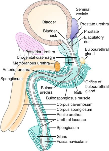 Urethral Stricture Disease Abdominal Key