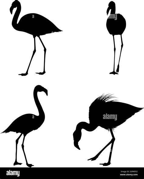 Flamingo Silhouette Set Stock Vector Image And Art Alamy
