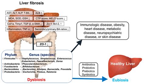 Ijms Free Full Text The Role Of The Gut Microbiome In Liver
