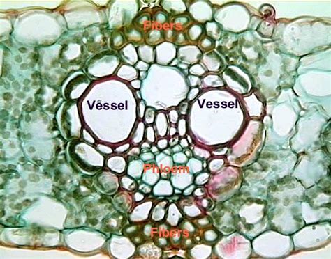 Pada gambar di atas, keluar masuknya udara melalui bagian yang gambar 1.4 struktur anatomi daun ada proses pengeluaran pada daun yang jika dalam keadaan lingkungan yang lembab, misalnya pada malam. Gambar Turhadi Blog Share Mei 2012 Gambar 4 Penampang Melintang Akar di Rebanas - Rebanas