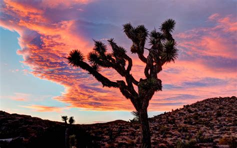 Joshua Tree National Park Hd Wallpaper Background Image 1920x1200