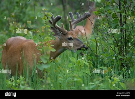 White Tailed Buck Foraging In A Summer Field Stock Photo Alamy