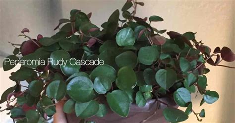 Reduce shipping weight and the cost that our customers pay. Peperomia Ruby Cascade Care: Learn Tips On Growing Ruby ...