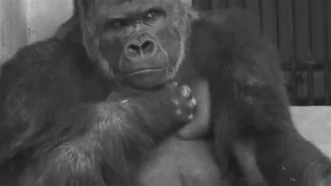 Shabani The Sexiest Gorilla Alive Youtube