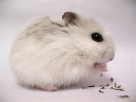 Moonlight is her sleeker, meaner, bitier sister. winter white dwarf hamster xox by tigereyes14 on DeviantArt